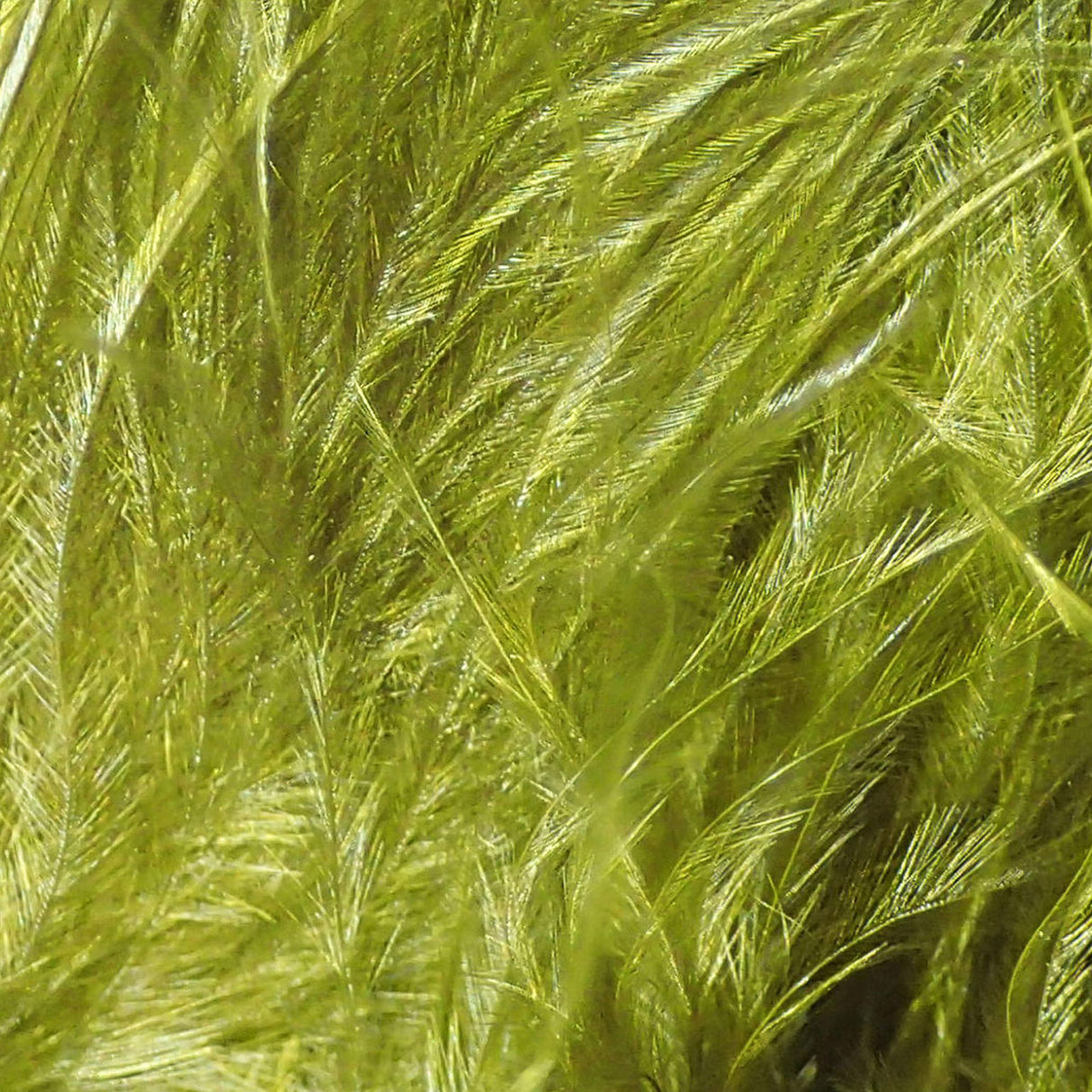Wapsi Strung Marabou